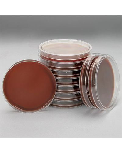 Môi Trường Chocolate Agar bổ sung MultiVitox
